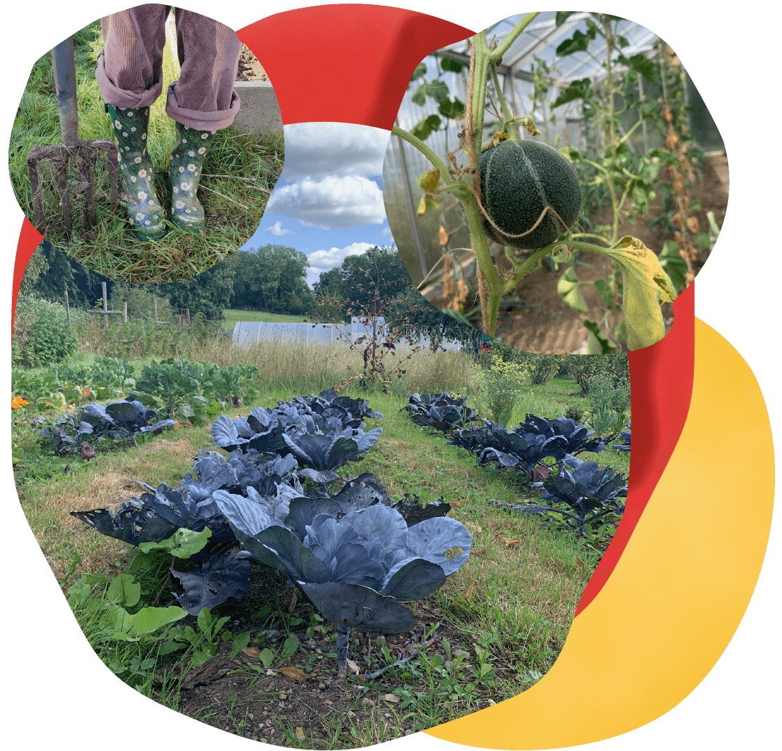 garten Gemüse und Obstanbau